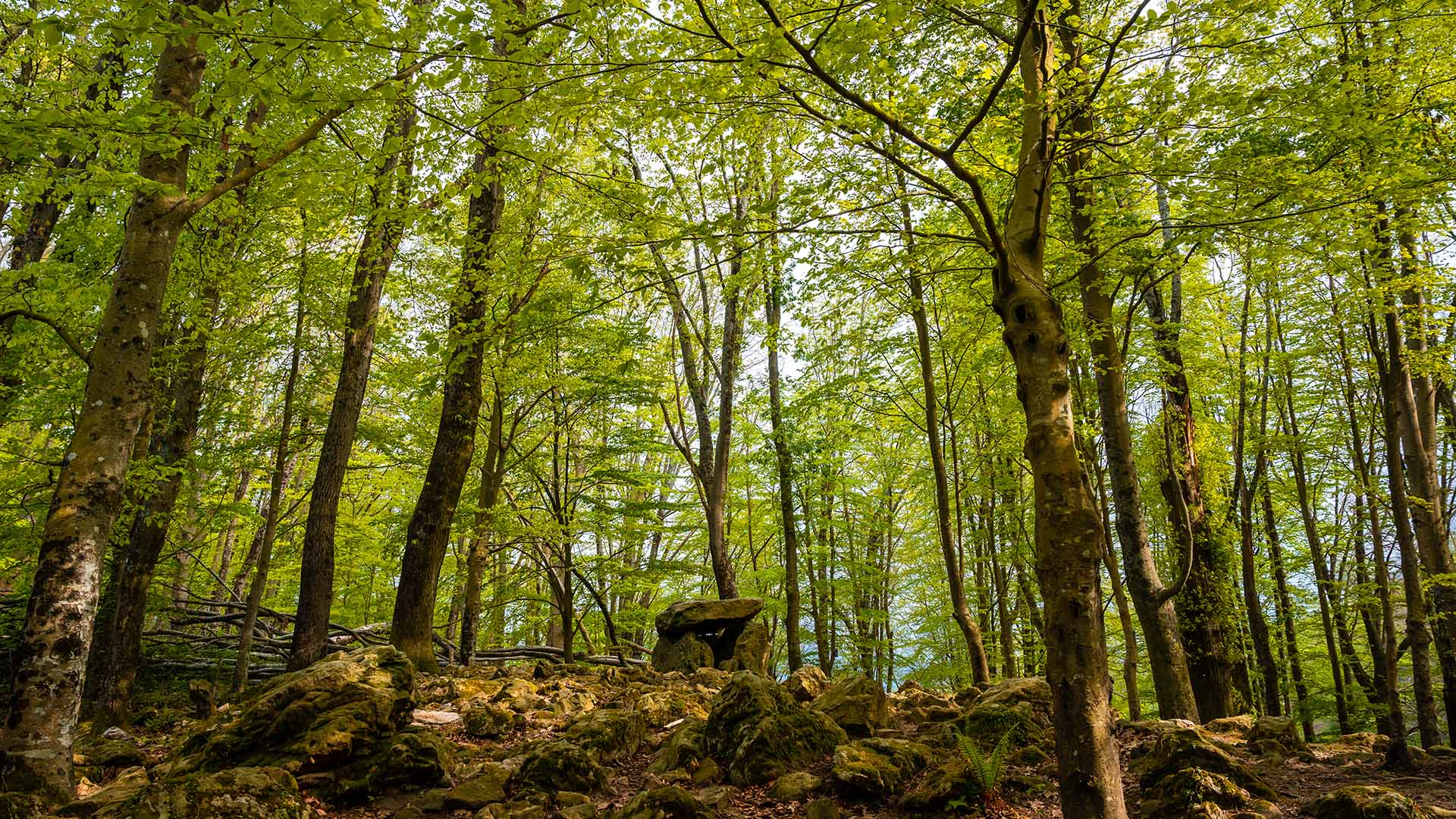 Garde forestier