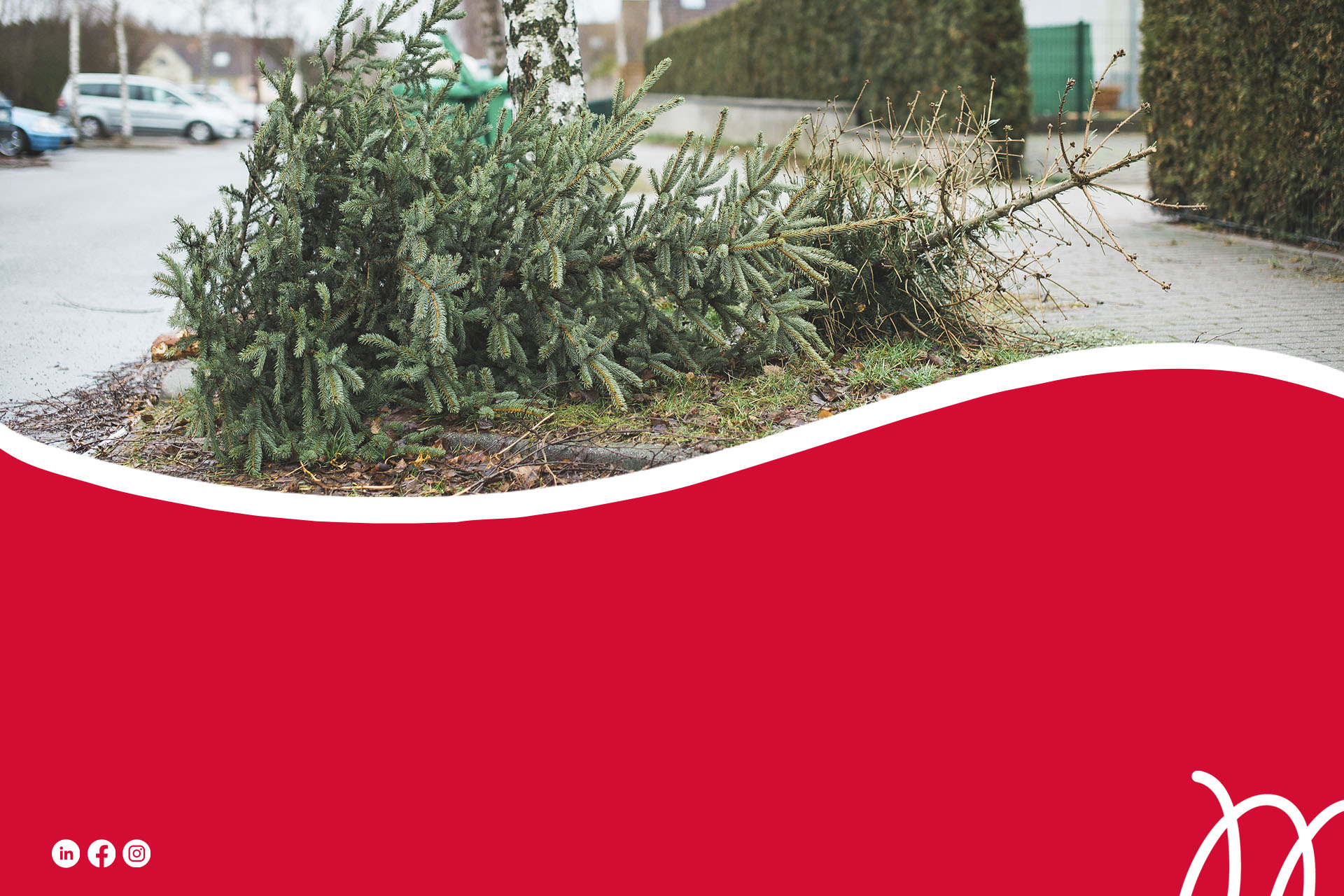 Moudon collecte sapins de Noël